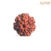 7 Mukhi Nepal Rudraksha (21.68 Mm) 13 7-Mukhi-Nepal-Rudraksha-21.68-Mm-Fp-C.jpg