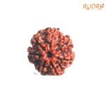 7-Mukhi-Nepal-Rudraksha-21.68-MM-FP-C.jpg