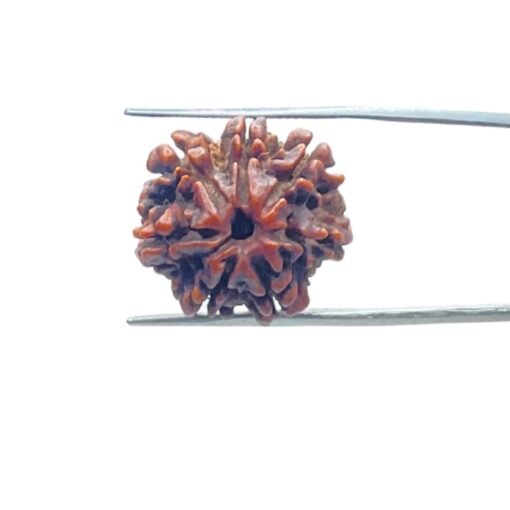 7-Mukhi-Nepal-Rudraksha-21.68-Mm-Mp-C-1.Jpg