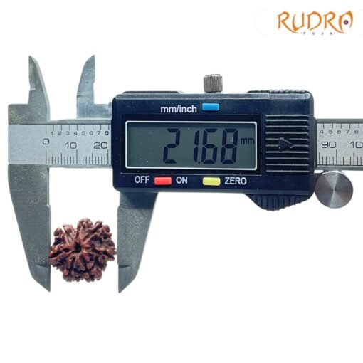 7-Mukhi-Nepal-Rudraksha-21.68-MM-OP-C-1.jpg