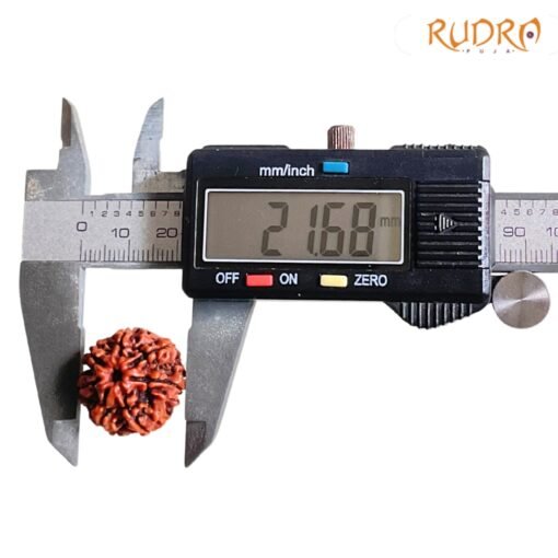 7-Mukhi-Nepal-Rudraksha-21.68-Mm-Op-C.jpg