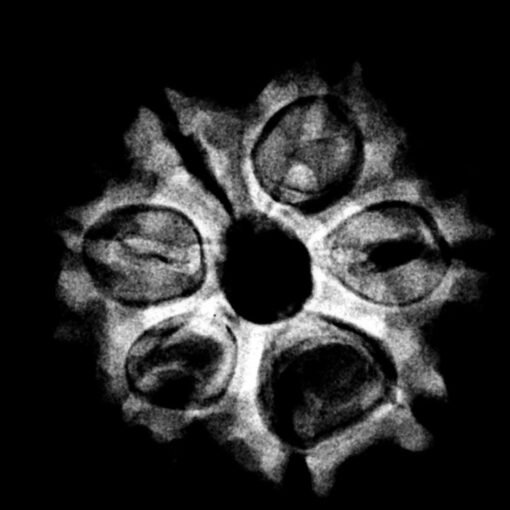 7 Mukhi Nepal Rudraksha ( 21.68 MM) x-ray