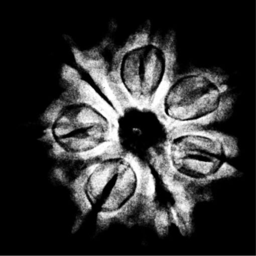 7 Mukhi Nepal Rudraksha (21.68 MM) x-ray