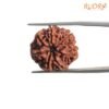 7 Mukhi Nepal Rudraksha (21.70 Mm) 13 7-Mukhi-Nepal-Rudraksha-21.70-Mm-Bp-C.jpg