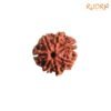 7 Mukhi Nepal Rudraksha (21.70 Mm) 14 7-Mukhi-Nepal-Rudraksha-21.70-Mm-Fp-C.jpg