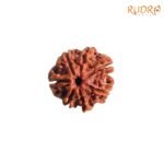 7-Mukhi-Nepal-Rudraksha-21.70-Mm-Fp-C.jpg
