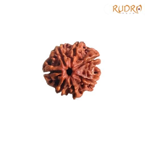 7-Mukhi-Nepal-Rudraksha-21.70-Mm-Fp-C.jpg