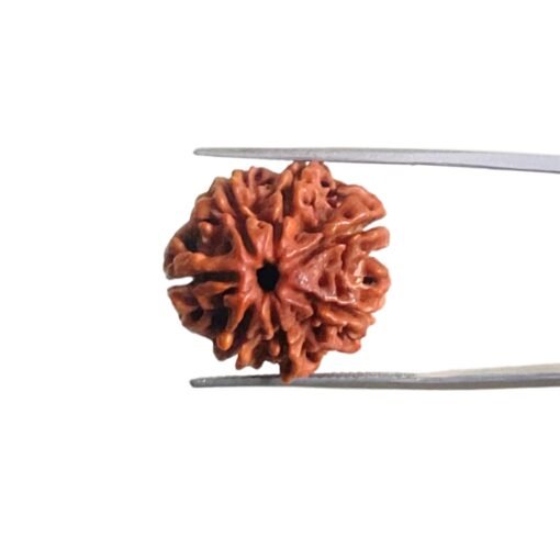 7-Mukhi-Nepal-Rudraksha-21.70-Mm-Mp-C.jpg