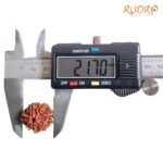 7-Mukhi-Nepal-Rudraksha-21.70-Mm-Op-C.jpg