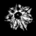 7 Mukhi Nepal Rudraksha (21.70 Mm) 9 7 Mukhi Nepal Rudraksha (21.70 Mm) X-Ray