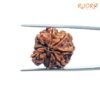 7 Mukhi Nepal Rudraksha (21.72 Mm) 14 7-Mukhi-Nepal-Rudraksha-21.72-Mm-Bp-C.jpg