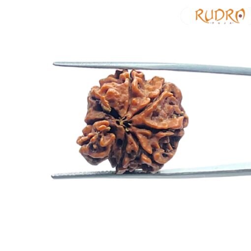 7-Mukhi-Nepal-Rudraksha-21.72-MM-BP-C.jpg