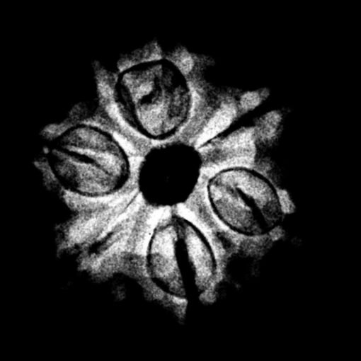 7-Mukhi-Nepal-Rudraksha-21.72-MM-FP-C-1.jpg