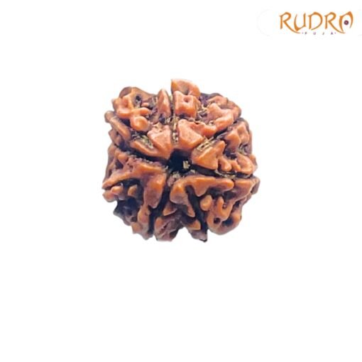 7-Mukhi-Nepal-Rudraksha-21.72-MM-FP-C.jpg
