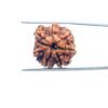 7 Mukhi Nepal Rudraksha (21.72 Mm) 35 7-Mukhi-Nepal-Rudraksha-21.72-Mm-Mp-C.jpg