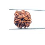 7-Mukhi-Nepal-Rudraksha-21.72-MM-MP-C.jpg