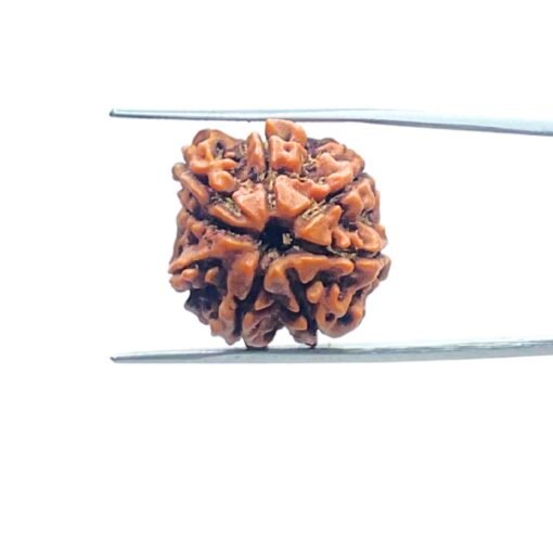 7-Mukhi-Nepal-Rudraksha-21.72-Mm-Mp-C.jpg