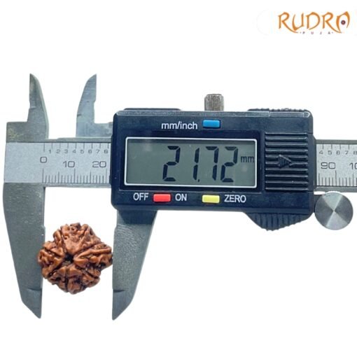 7-Mukhi-Nepal-Rudraksha-21.72-MM-OP-C.jpg