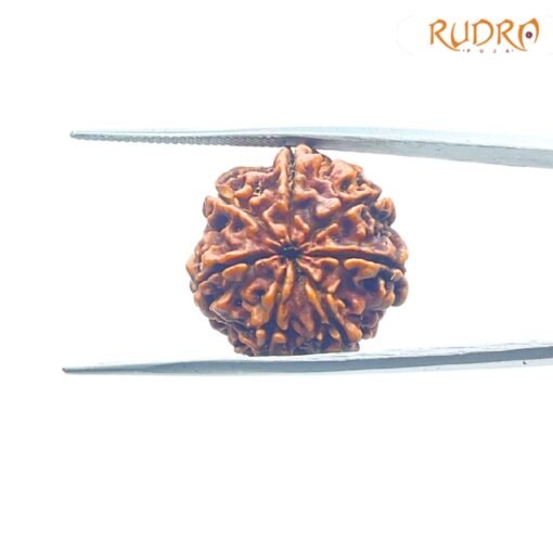 7-Mukhi-Nepal-Rudraksha-21.74-MM-BP-C.jpg