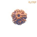 7-Mukhi-Nepal-Rudraksha-21.74-MM-FP-C.jpg