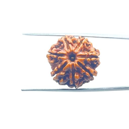 7 Mukhi Nepal Rudraksha (21.74 Mm) 10 7-Mukhi-Nepal-Rudraksha-21.74-Mm-Mp-C.jpg