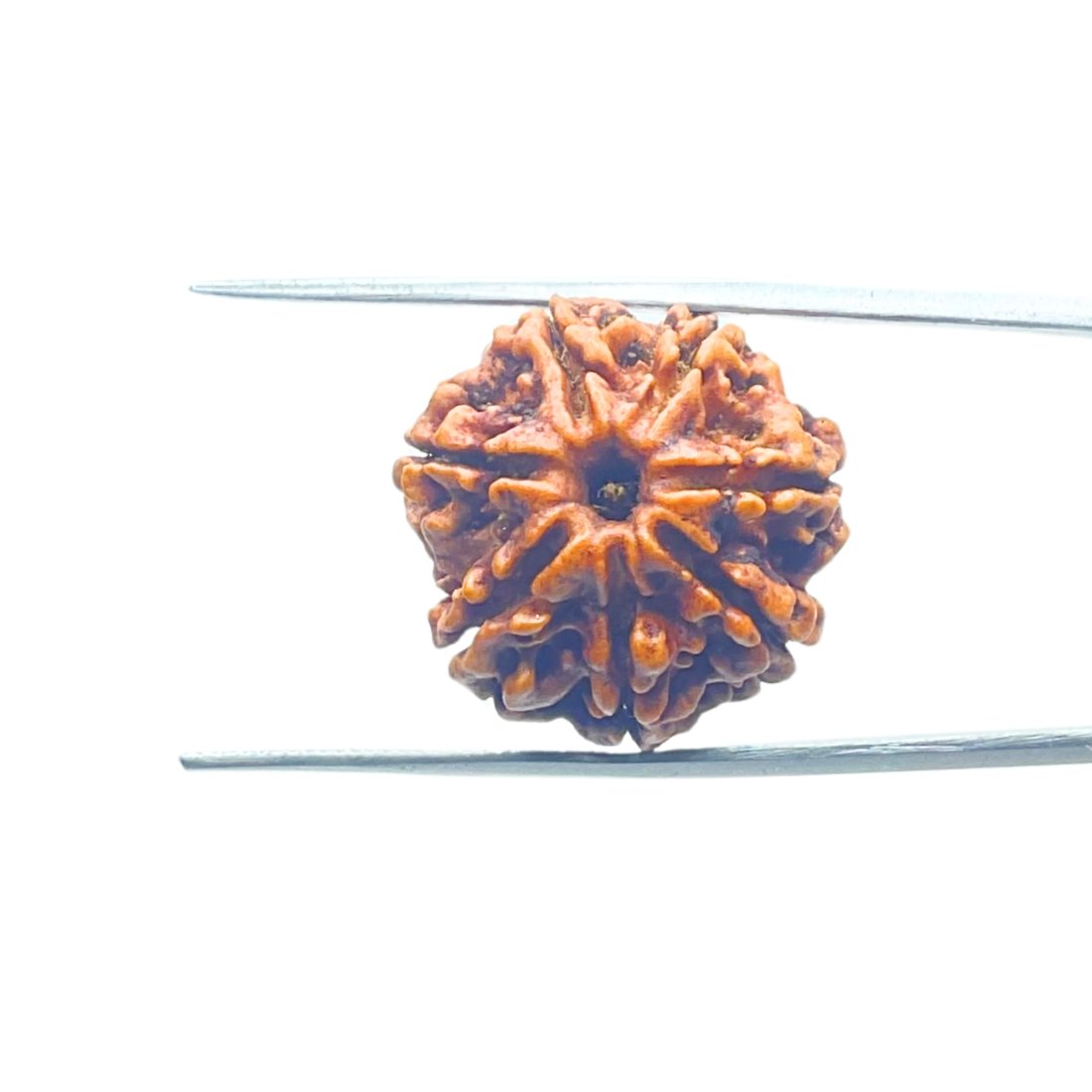 7 Mukhi Nepal Rudraksha (21.74 Mm) 1 7-Mukhi-Nepal-Rudraksha-21.74-Mm-Mp-C.jpg