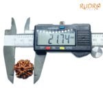 7 Mukhi Nepal Rudraksha (21.74 Mm) 8 7-Mukhi-Nepal-Rudraksha-21.74-Mm-Op-C.jpg