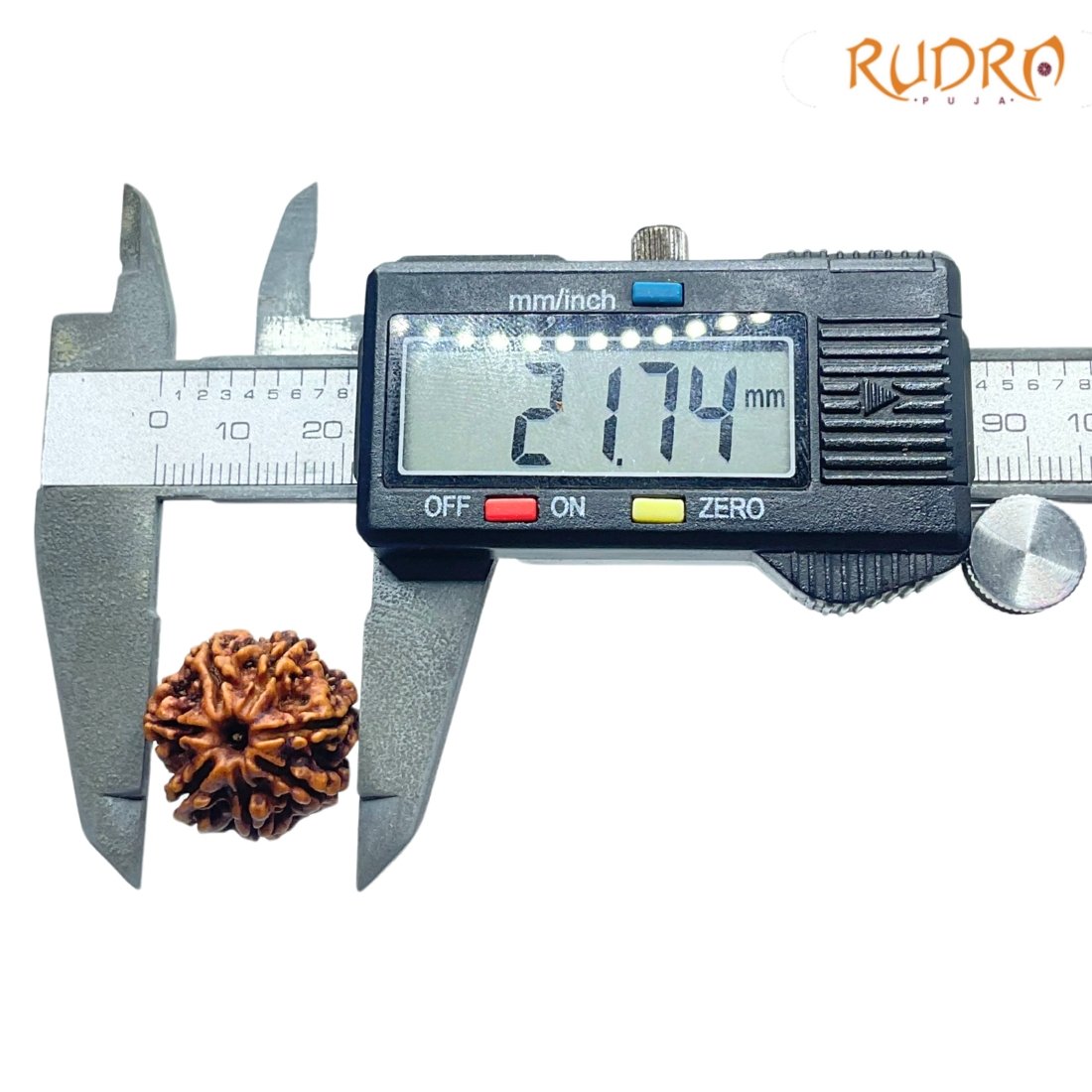 7 Mukhi Nepal Rudraksha (21.74 Mm) 4 7-Mukhi-Nepal-Rudraksha-21.74-Mm-Op-C.jpg