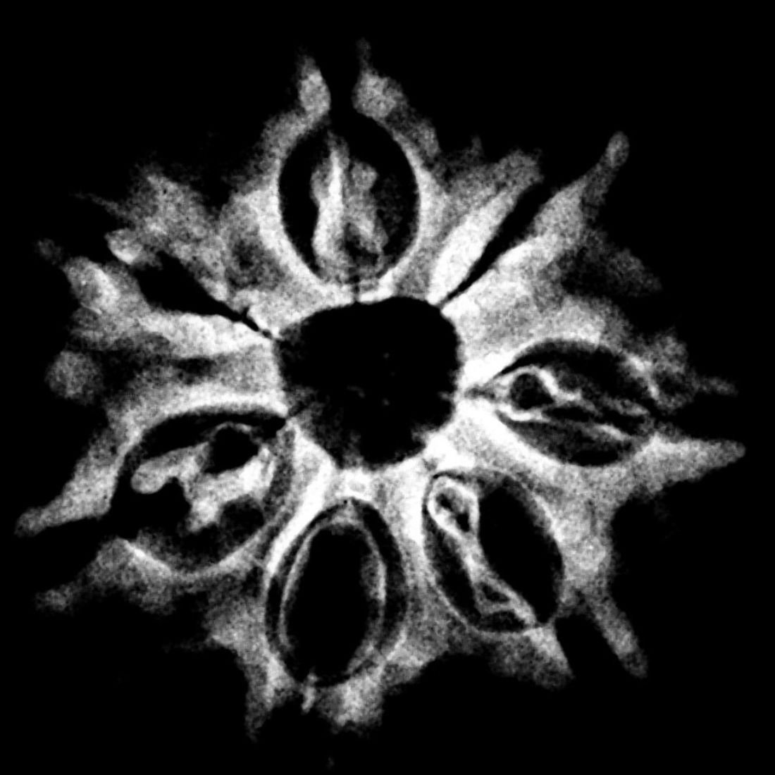 7 Mukhi Nepal Rudraksha (21.74 Mm) 5 7 Mukhi Nepal Rudraksha (21.74 Mm) X-Ray