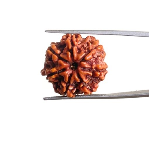 7-Mukhi-Nepal-Rudraksha-21.87-Mm-Mp-C.jpg