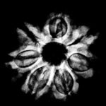 7 Mukhi Nepal Rudraksha (21.87 Mm) 9 7 Mukhi Nepal Rudraksha (21.87 Mm) X-Ray