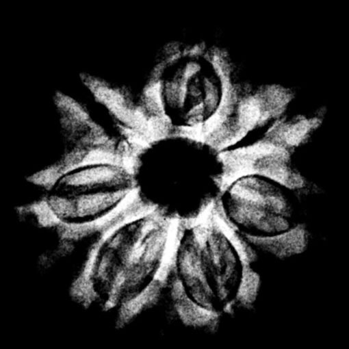 7 Mukhi Nepal Rudraksha (21.87 MM) x-ray