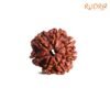 7 Mukhi Nepal Rudraksha (22.00 Mm) 13 7-Mukhi-Nepal-Rudraksha-22.00-Mm-Fp-C.jpg
