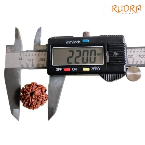 7-Mukhi-Nepal-Rudraksha-22.00-Mm-Lp-C.jpg