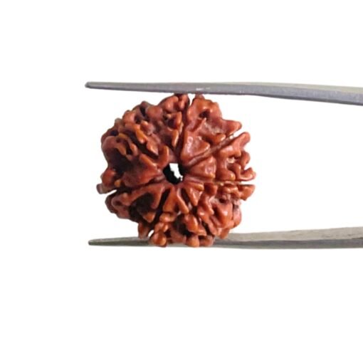 7-Mukhi-Nepal-Rudraksha-22.00-Mm-Mp-C.jpg