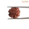 7 Mukhi Nepal Rudraksha (22.00 Mm) 14 7-Mukhi-Nepal-Rudraksha-22.00-Mm-Rp-C.jpg