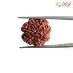 7-Mukhi-Nepal-Rudraksha-22.00-Mm-Rp-C.jpg