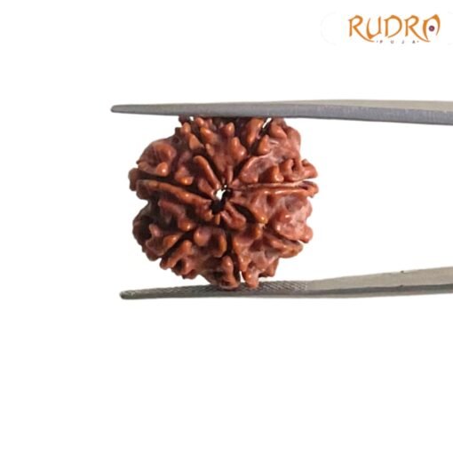 7-Mukhi-Nepal-Rudraksha-22.00-Mm-Rp-C.jpg