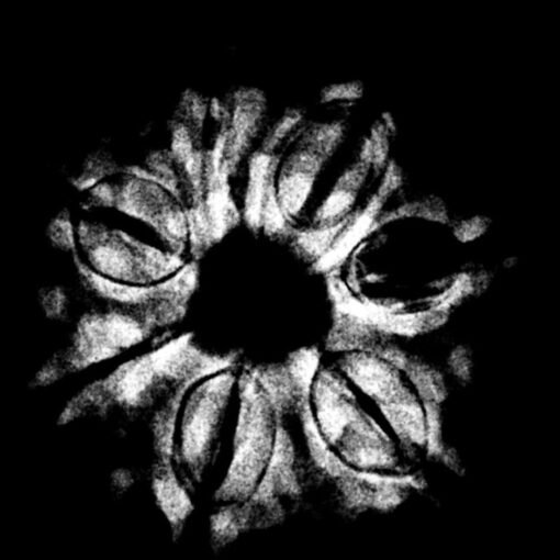 7 Mukhi Nepal Rudraksha (22.00 MM) x-ray