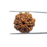 7 Mukhi Nepal Rudraksha (22.20 MM)