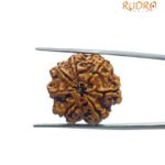 7 Mukhi Nepal Rudraksha (22.20 MM)