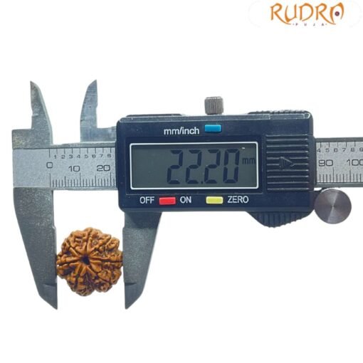 7 Mukhi Nepal Rudraksha (22.20 MM)