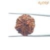 7 Mukhi Nepal Rudraksha (22.32 Mm) 14 7-Mukhi-Nepal-Rudraksha-22.32-Mm-Bp-C-1.Jpg