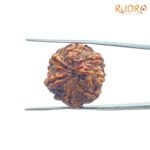 7 Mukhi Nepal Rudraksha (22.32 Mm) 7 7-Mukhi-Nepal-Rudraksha-22.32-Mm-Bp-C-1.Jpg