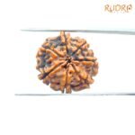 7-Mukhi-Nepal-Rudraksha-22.32-Mm-Bp-C.jpg