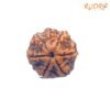 7 Mukhi Nepal Rudraksha (22.32 Mm) 13 7-Mukhi-Nepal-Rudraksha-22.32-Mm-Fp-C-1.Jpg