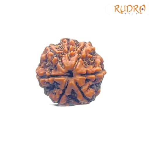 7-Mukhi-Nepal-Rudraksha-22.32-MM-FP-C-1.jpg