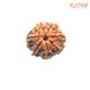 7 Mukhi Nepal Rudraksha (22.32 Mm) 13 7-Mukhi-Nepal-Rudraksha-22.32-Mm-Fp-C.jpg
