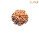 7-Mukhi-Nepal-Rudraksha-22.32-MM-FP-C.jpg