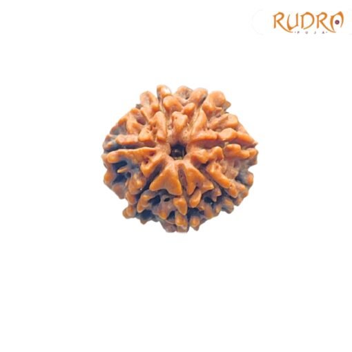 7-Mukhi-Nepal-Rudraksha-22.32-Mm-Fp-C.jpg
